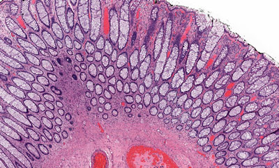 human tissue cells